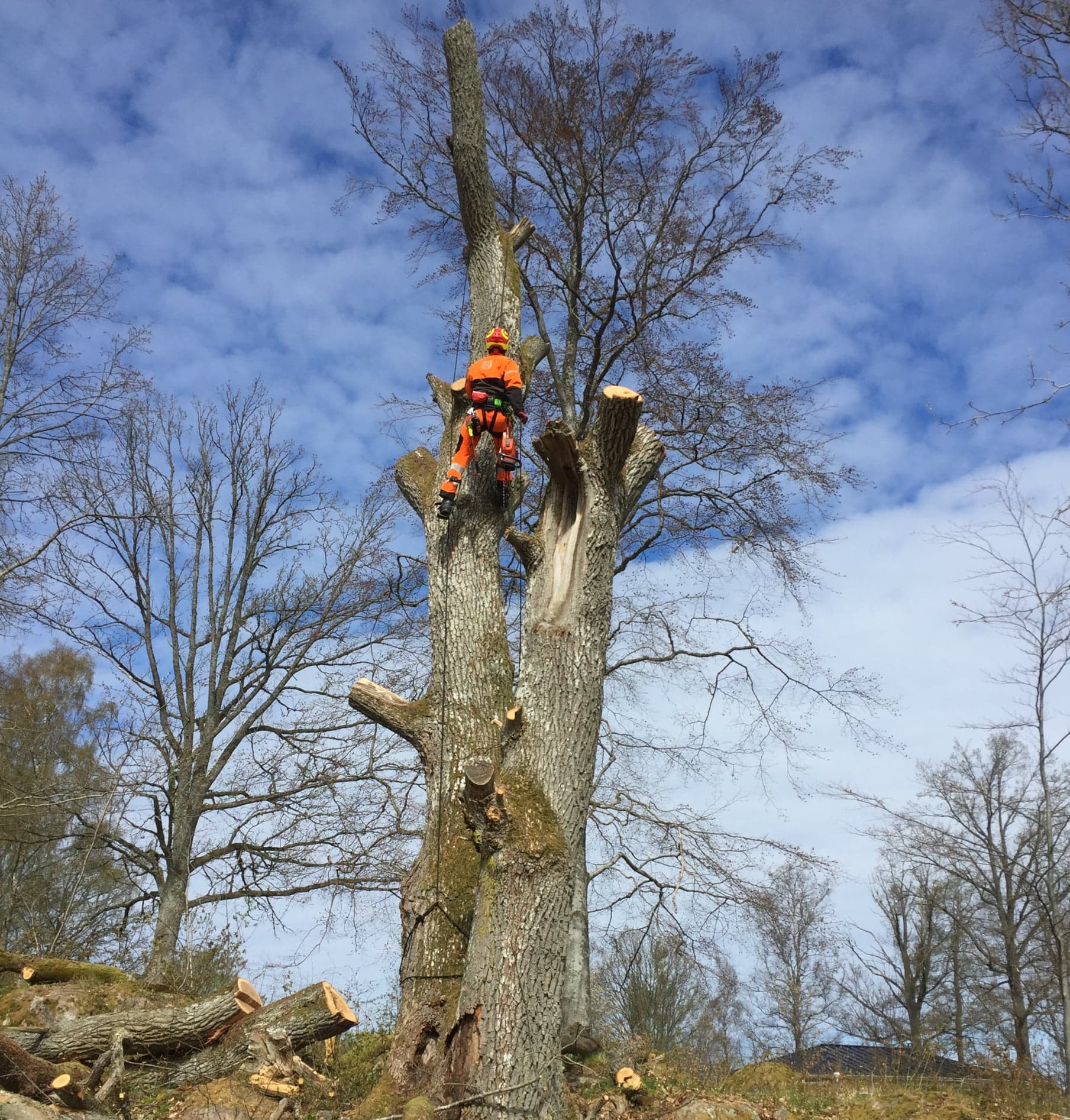 Trädfällning Arborist