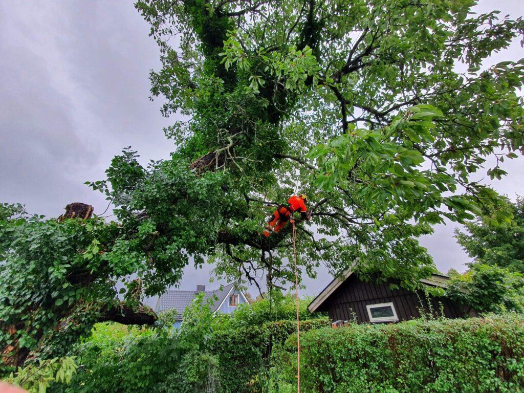 Arborist i Växjö