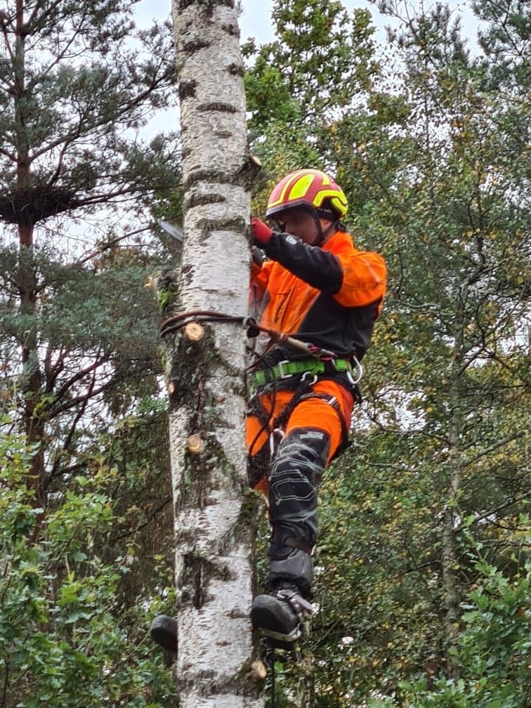 Arborist i Växjö